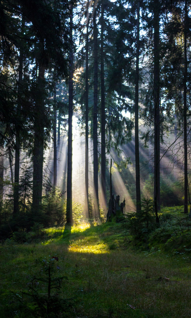 früh morgens im Wald