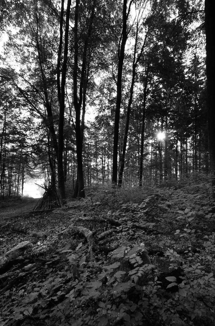 früh Morgens im Wald