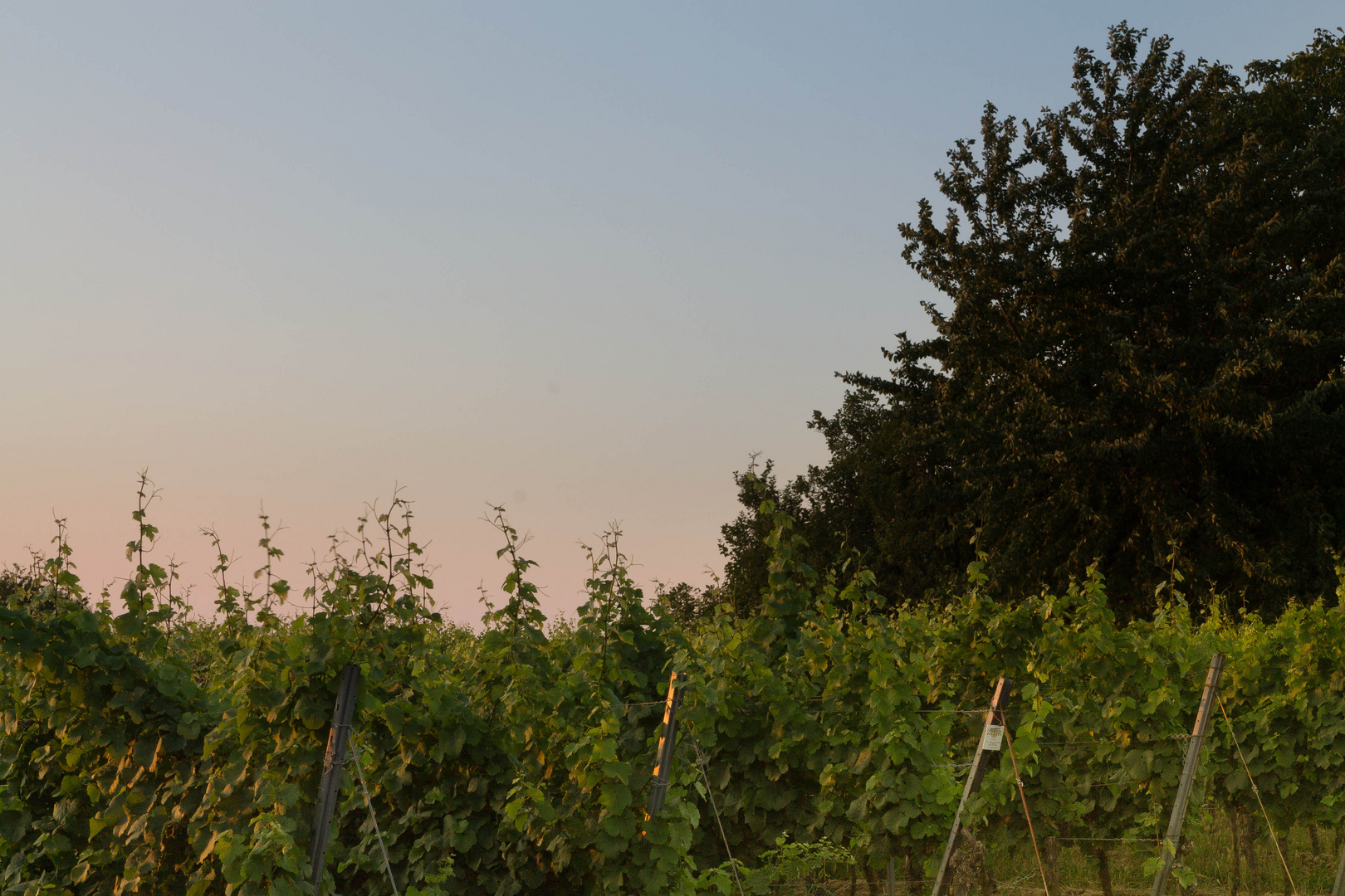 Früh morgens im Weinberg