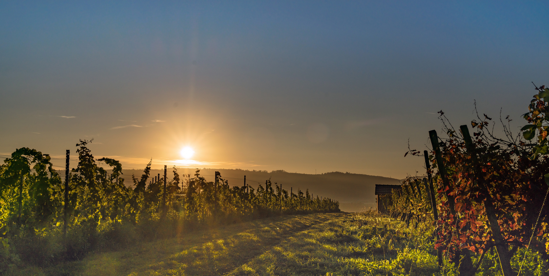 Früh morgens im Weinberg 