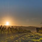 Früh morgens im Weinberg 