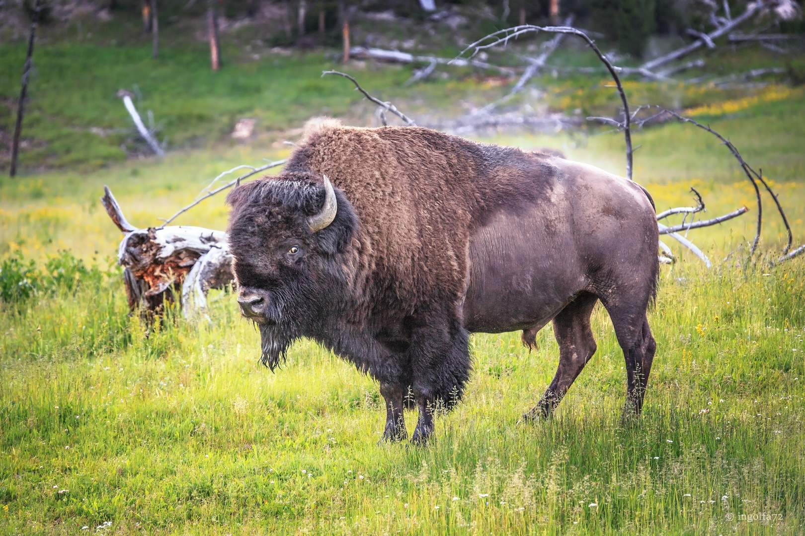 "früh morgens im Yellowstone"