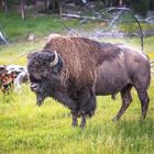 "früh morgens im Yellowstone"