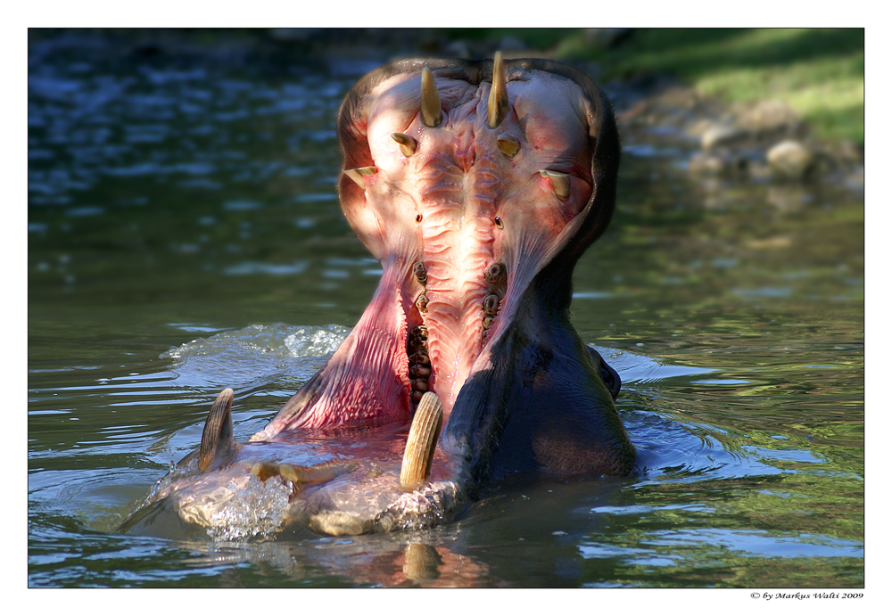 Früh Morgens im Zoo....