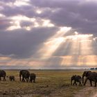 Früh morgens in Amboseli