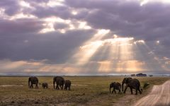 Früh morgens in Amboseli