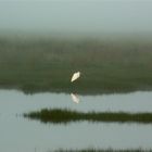 Früh morgens in den Everglades