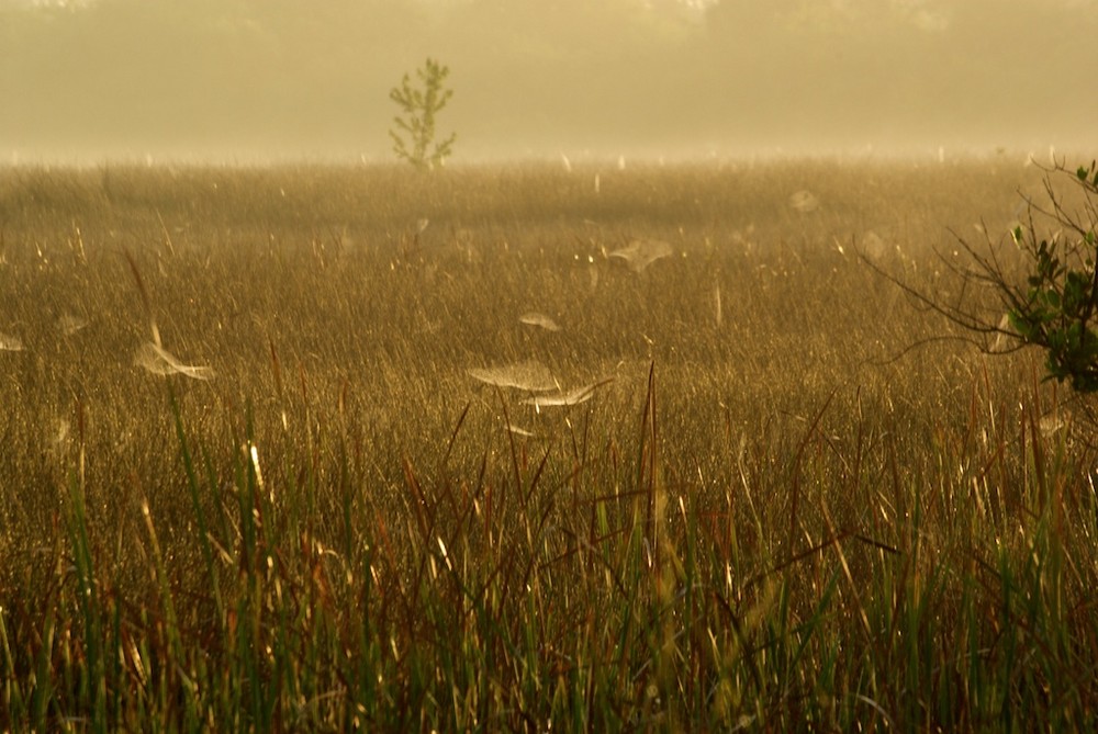 Früh morgens in den Everglades II