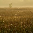 Früh morgens in den Everglades II