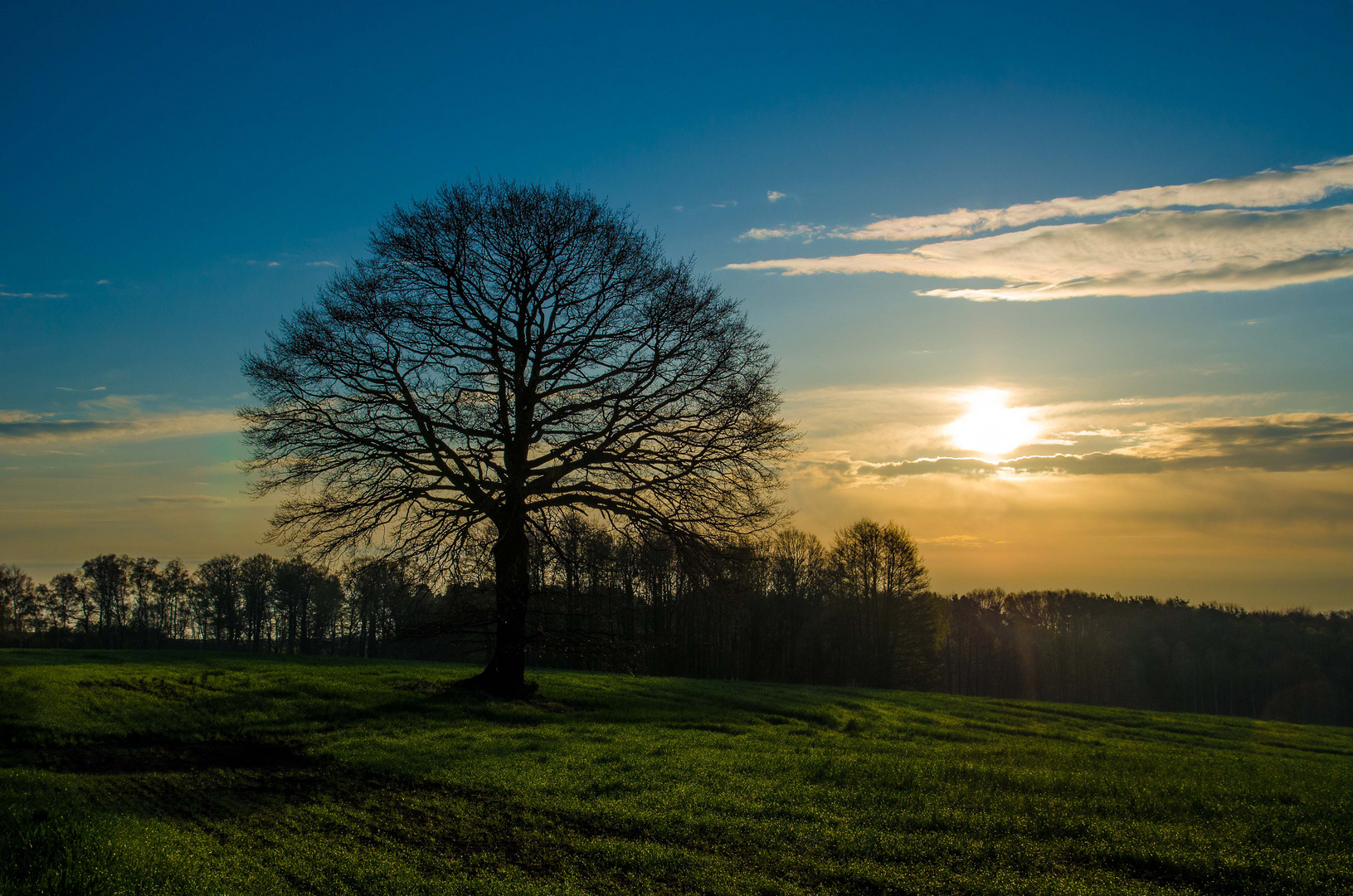 Früh morgens in der Dahlener Heide