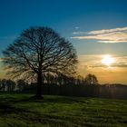 Früh morgens in der Dahlener Heide