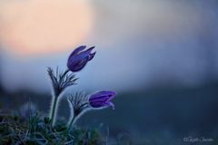 Früh morgens in der Eifel