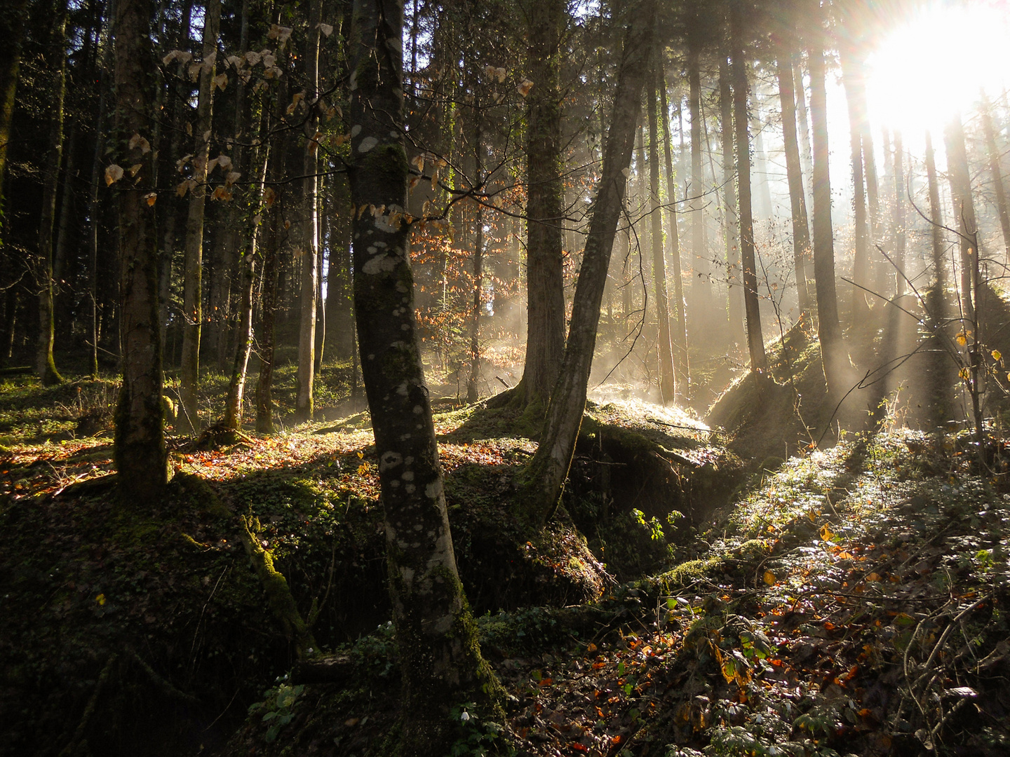 Früh morgens in der Hörschbachschlucht Arpil 2018