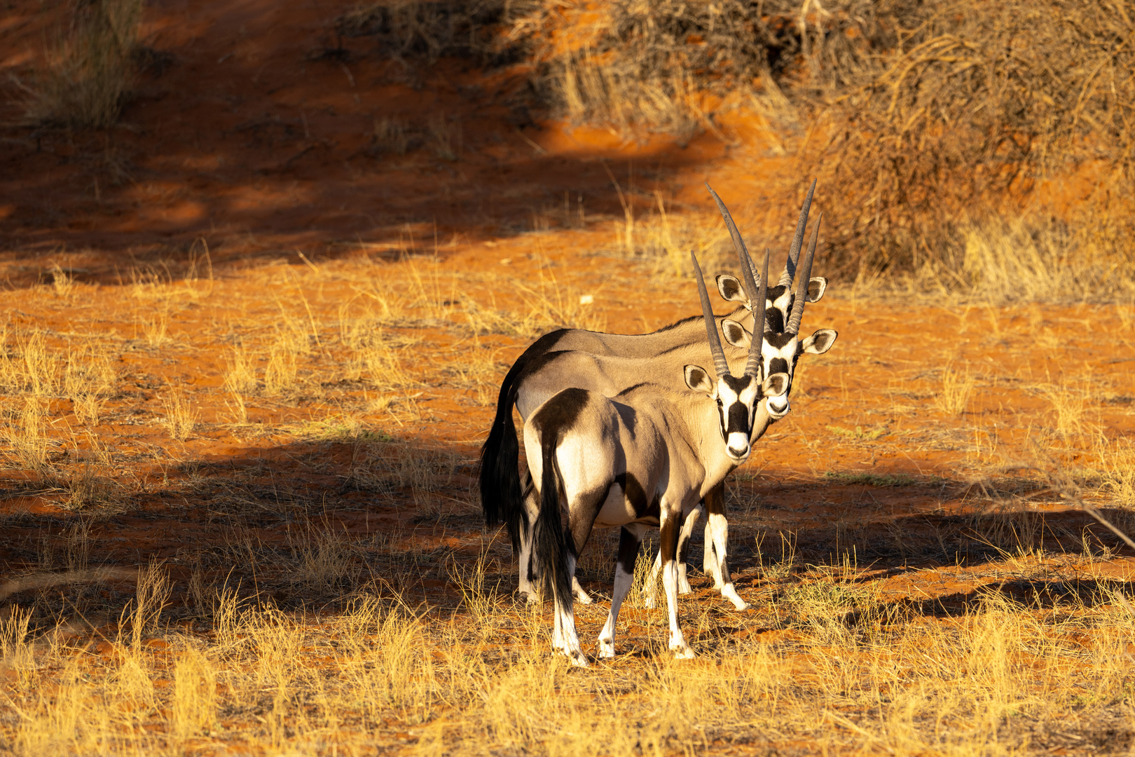 Früh morgens in der Kalahari ...