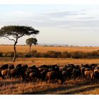 Früh morgens in der Masai Mara