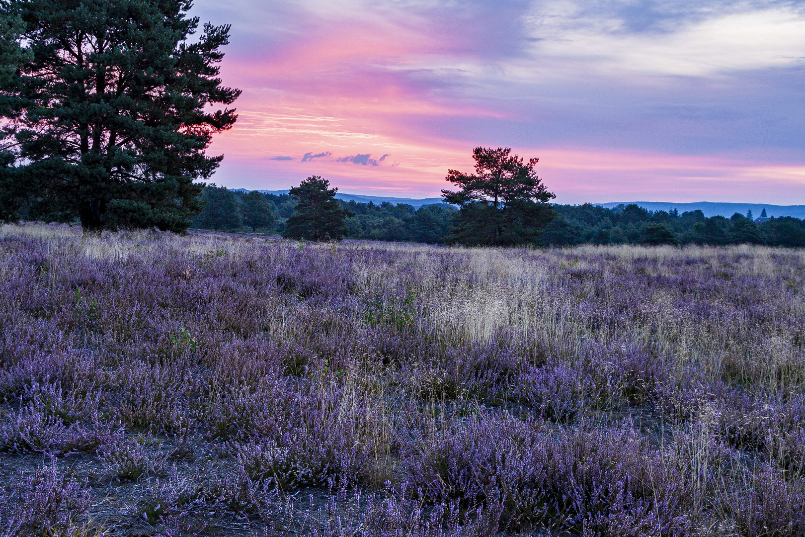 Früh Morgens in der Mehlinger Heide