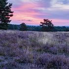 Früh Morgens in der Mehlinger Heide