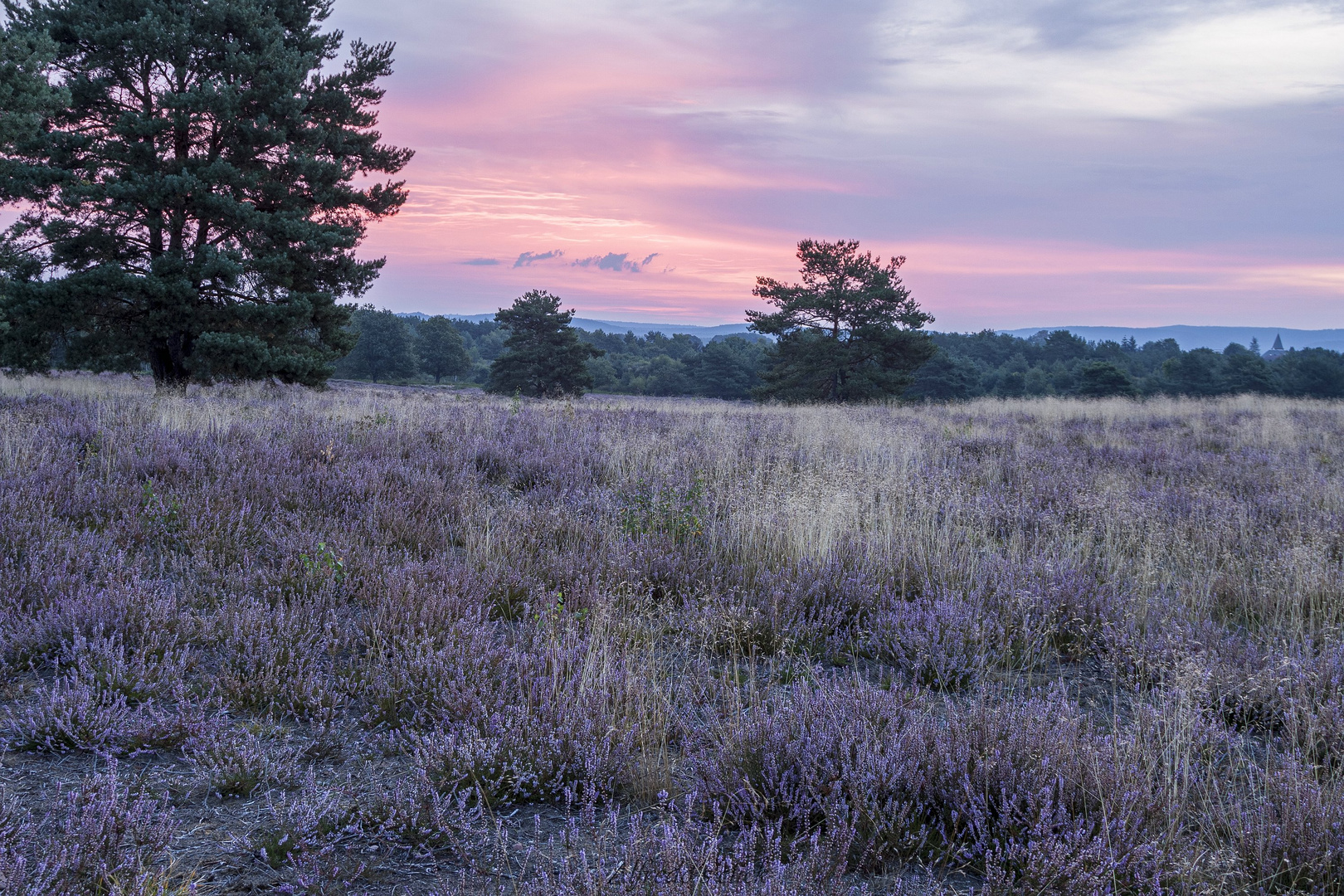 Früh Morgens in der Mehlinger Heide II