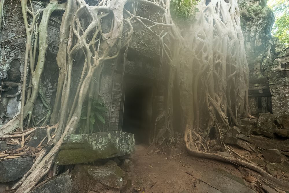 Früh morgens in Ta Phrom