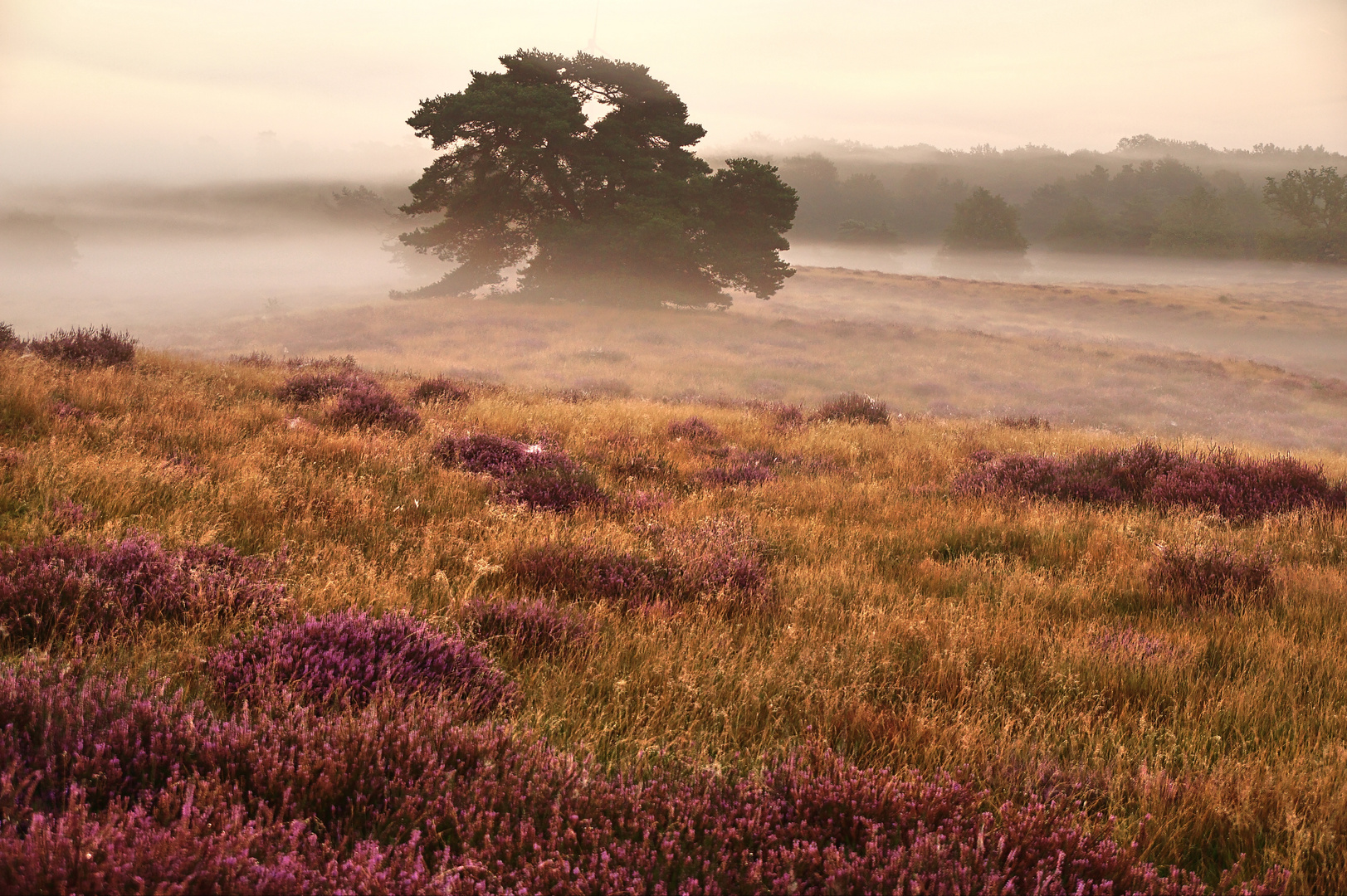 Früh Morgens in Westruper Heide in Haltern am See (Kreis RE)