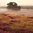 Früh Morgens in Westruper Heide in Haltern am See (Kreis RE)