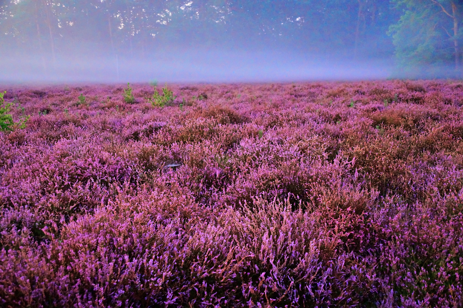 Früh Morgens in Westruper Heide in Haltern am See (Kreis RE)