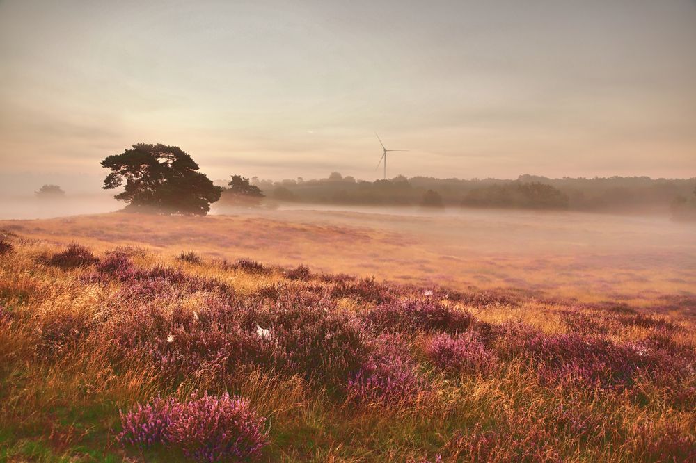 Früh Morgens in Westruper Heide in Haltern am See (Kreis RE)