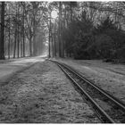 Früh morgens leichter Nebel in einem Park