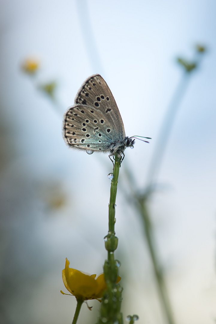 Früh morgens... maculinea arion oder Phengaris arion