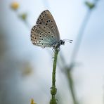 Früh morgens... maculinea arion oder Phengaris arion