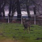 Früh morgens rund um Kirchhellen