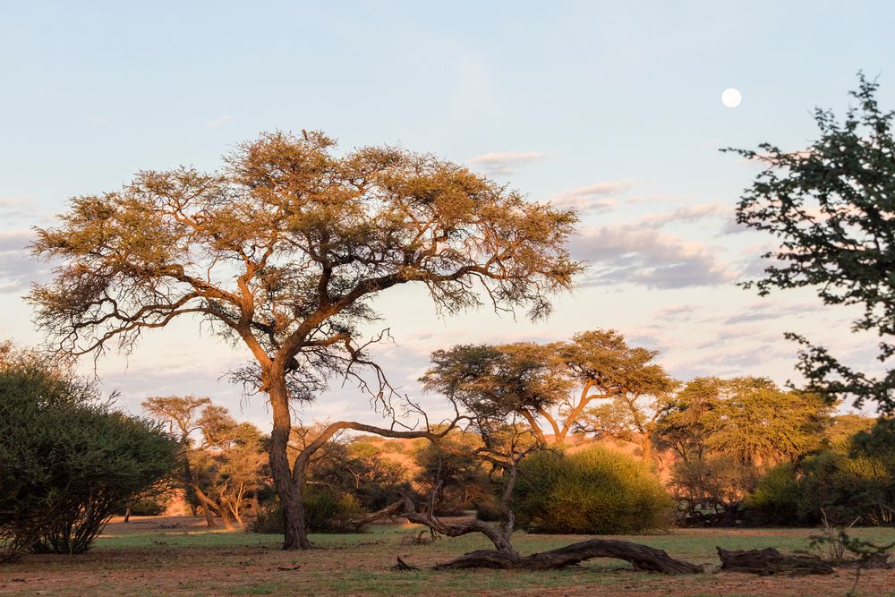 früh morgens unterwegs in Namibia