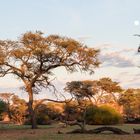 früh morgens unterwegs in Namibia