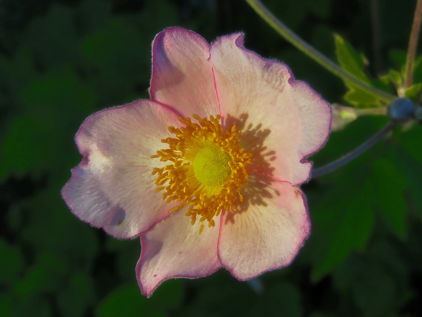 früh morgens : vor Haus...schon (Herbst)"Anemone"   ?