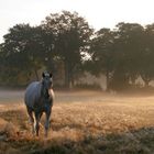 Früh morgens, wenn die Sonne kommt