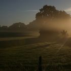 Früh Morgentlicher Nebel