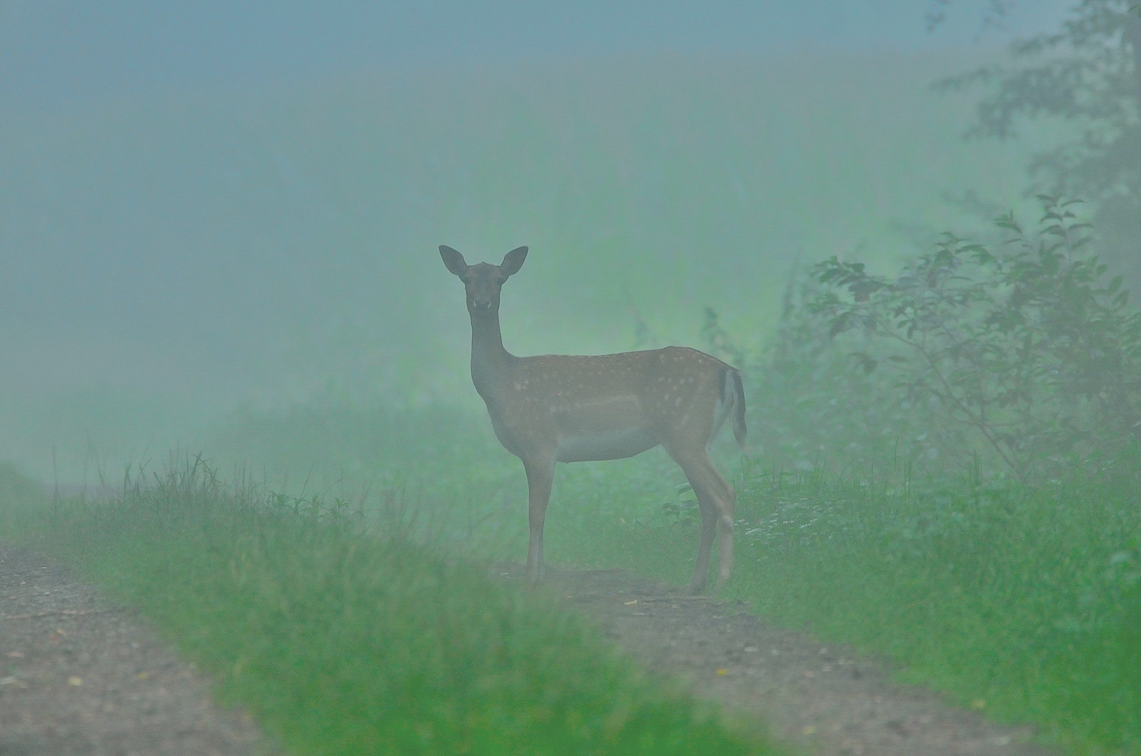 Früh - Nebel