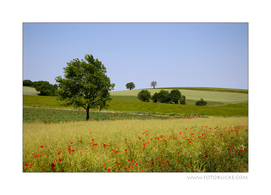 Früh Sommer