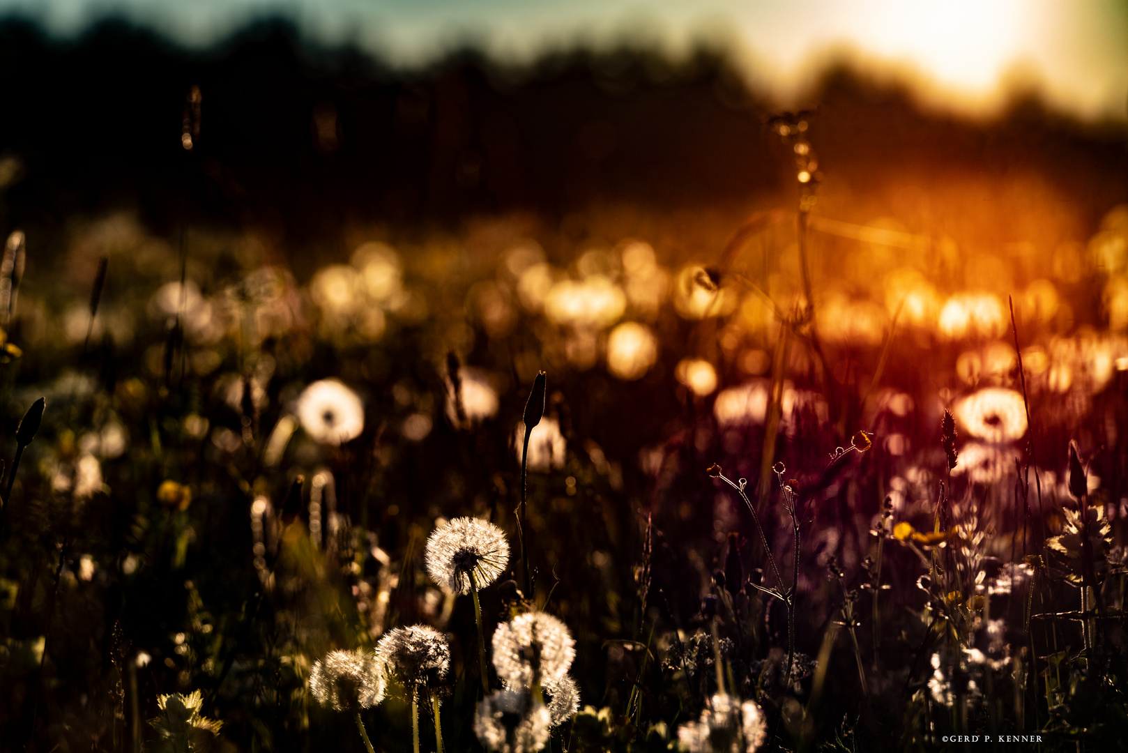 Früh  _ Sommer _ Wiese