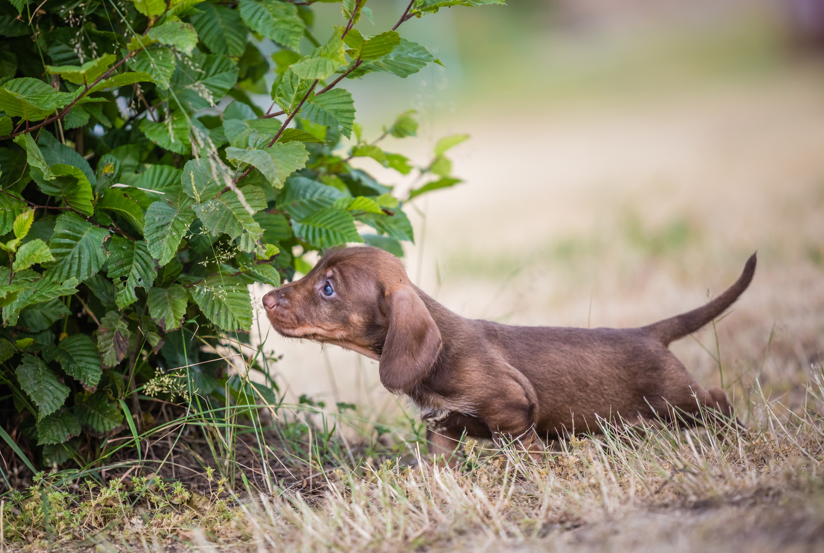 Früh übt sich was ein Jagdhund werden will.