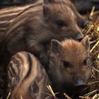 Früh übt sich, was ein Schwein werden will.