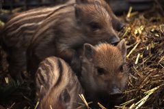 Früh übt sich, was ein Schwein werden will.