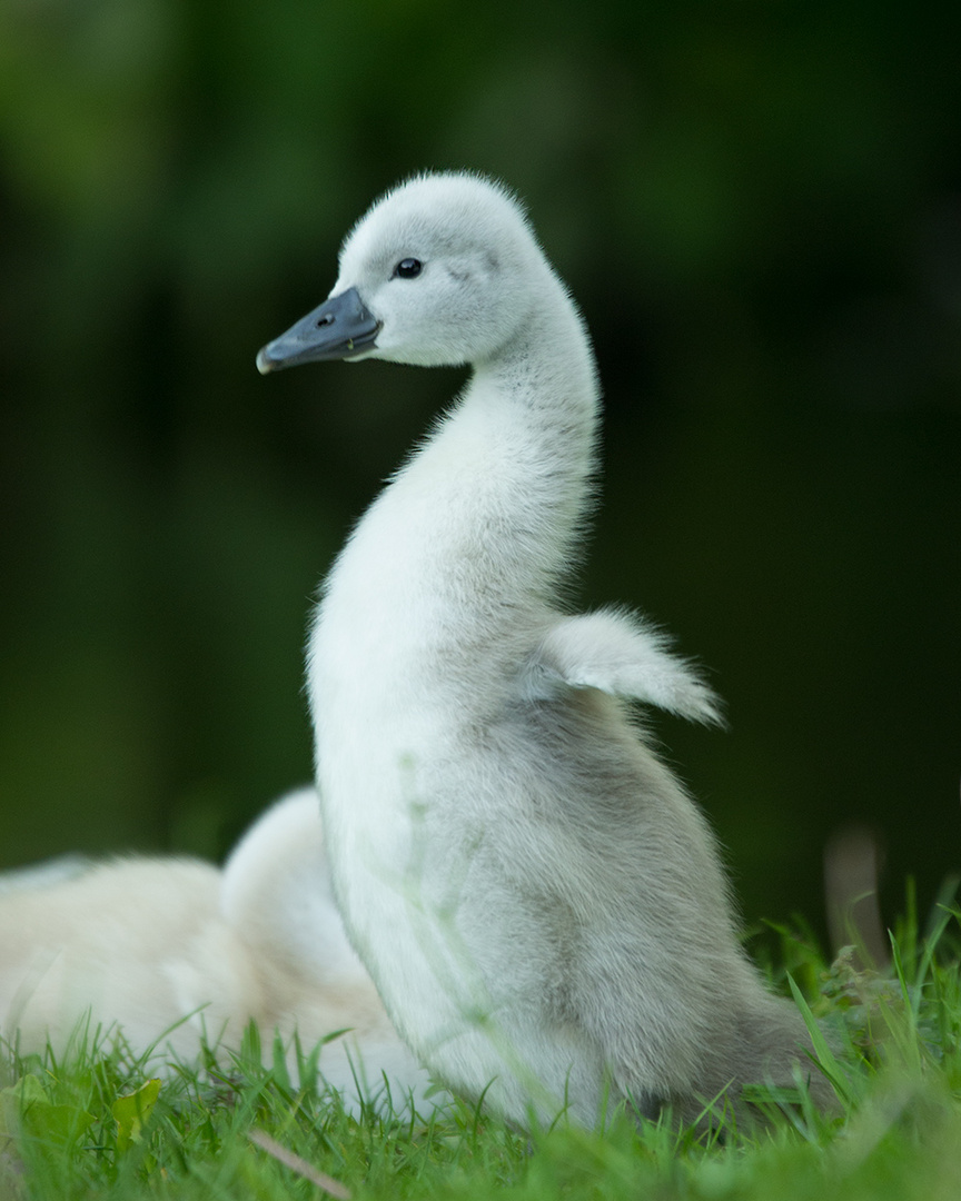 Früh übt sich was ein stolzer Schwan werden will