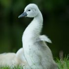 Früh übt sich was ein stolzer Schwan werden will