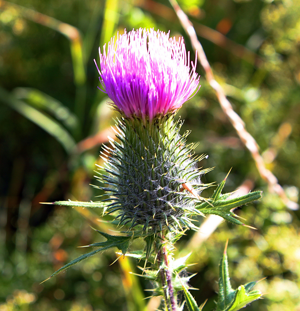 früh übt sich, was eine Distel werden will