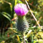 früh übt sich, was eine Distel werden will