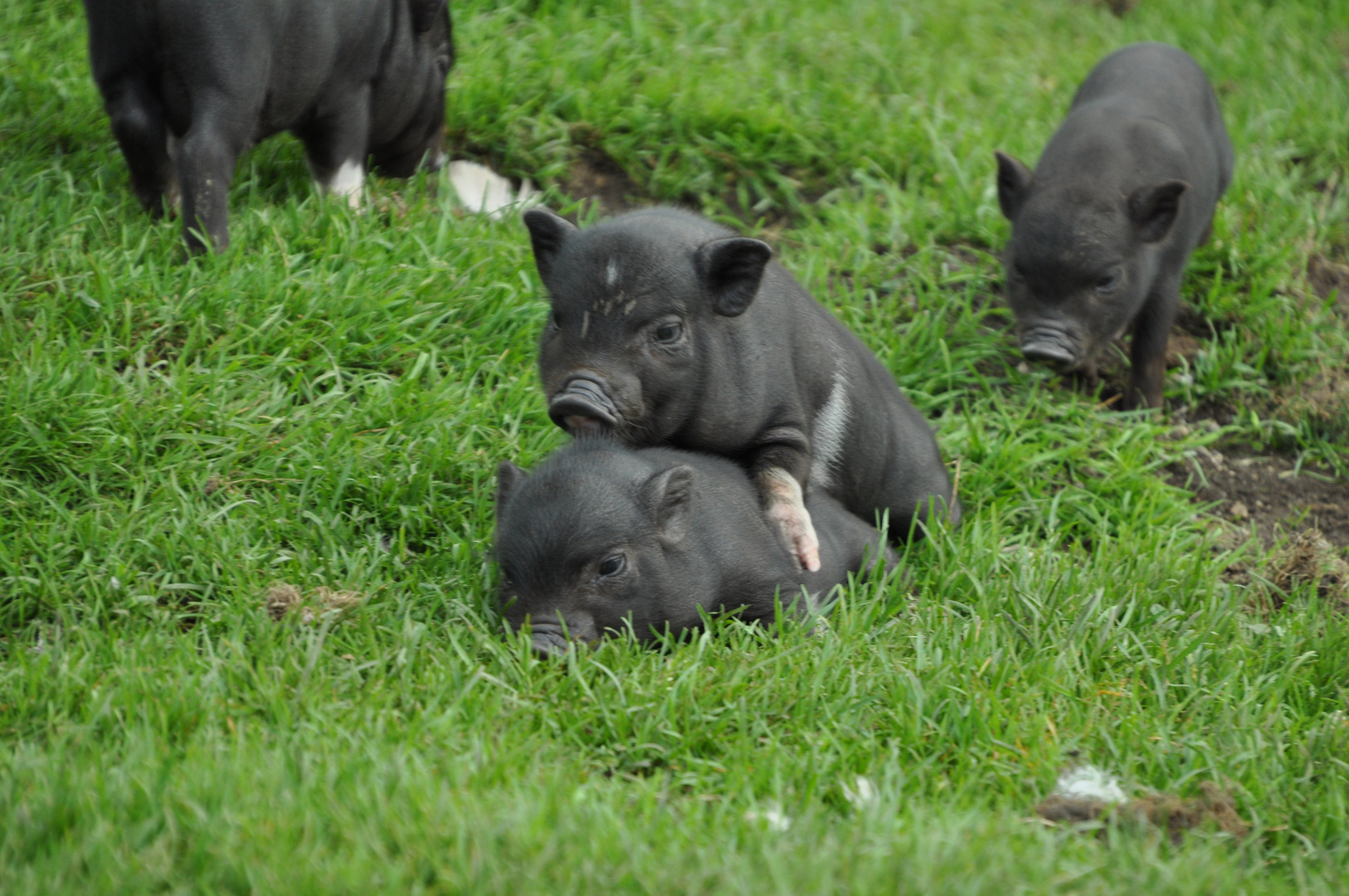 Früh übt sich wer ein richtiges Schweinchen werden will