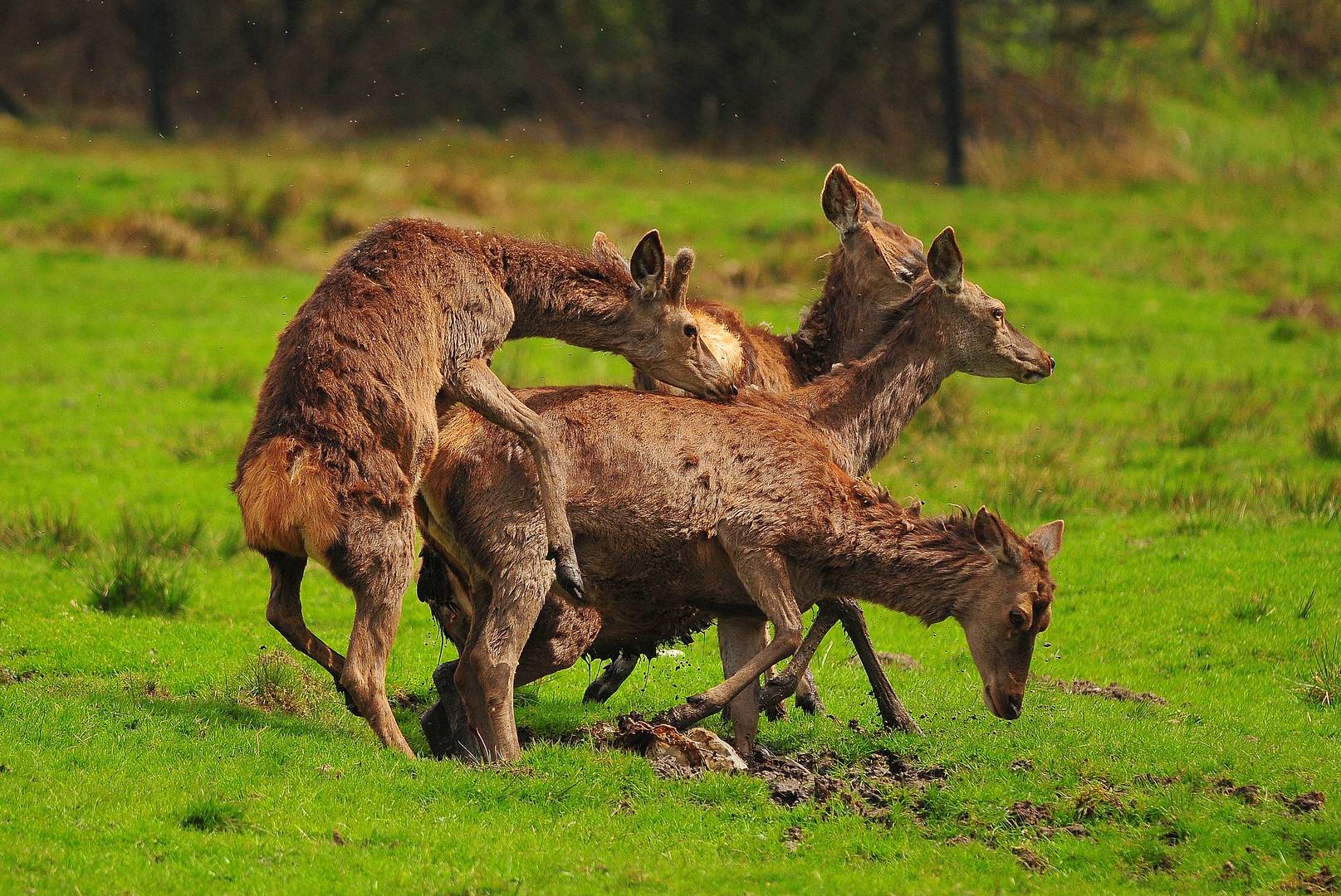 Früh übt sich.....wer ein großer Hirsch werden will