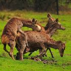 Früh übt sich.....wer ein großer Hirsch werden will