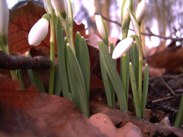 Frühaufsteher